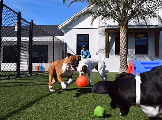 Pet Paradise Park photo 2